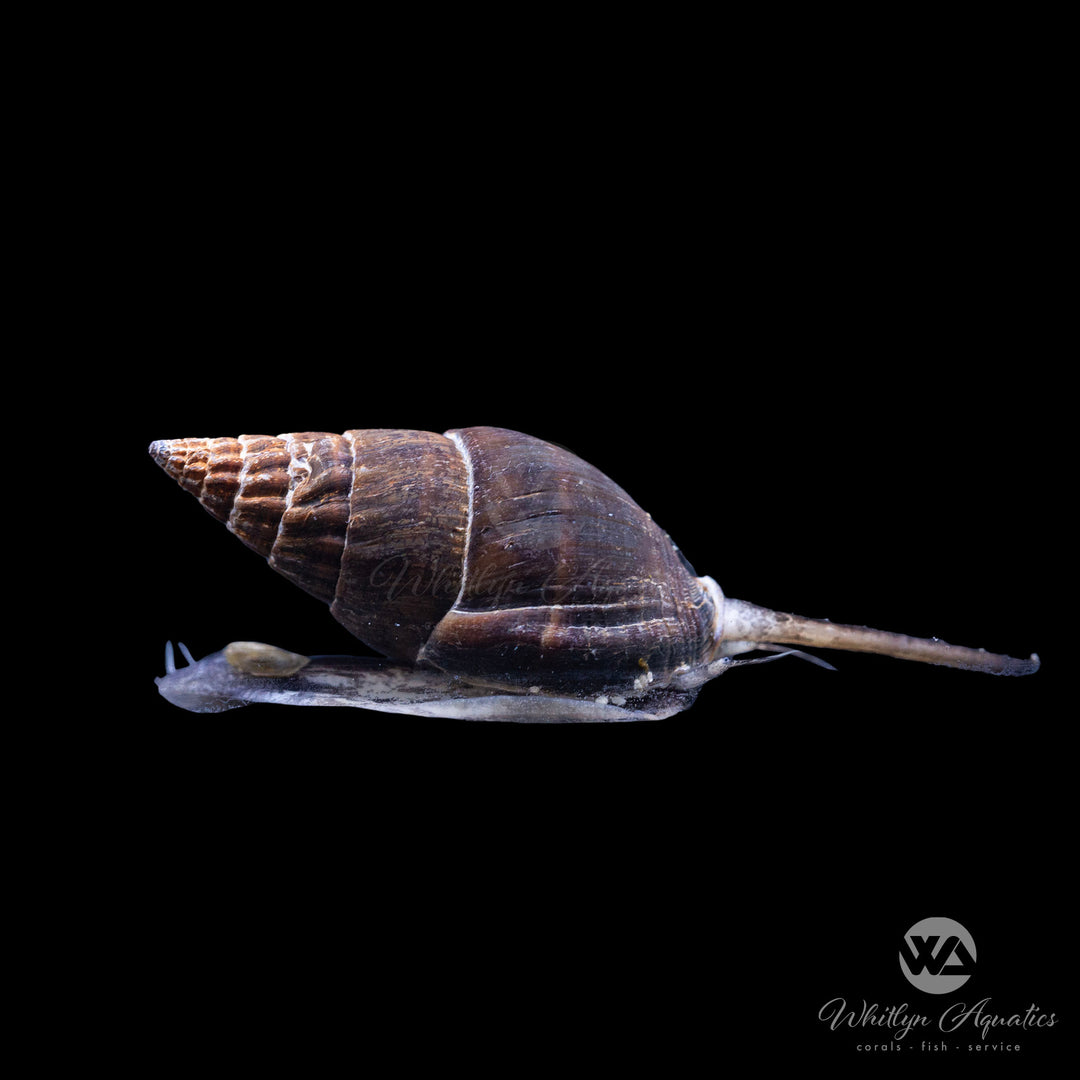 XL Tonga Nassarius Snail - Nassarius sp.