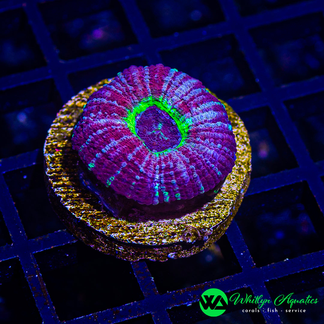 WA Toxic Grape Asian Acan