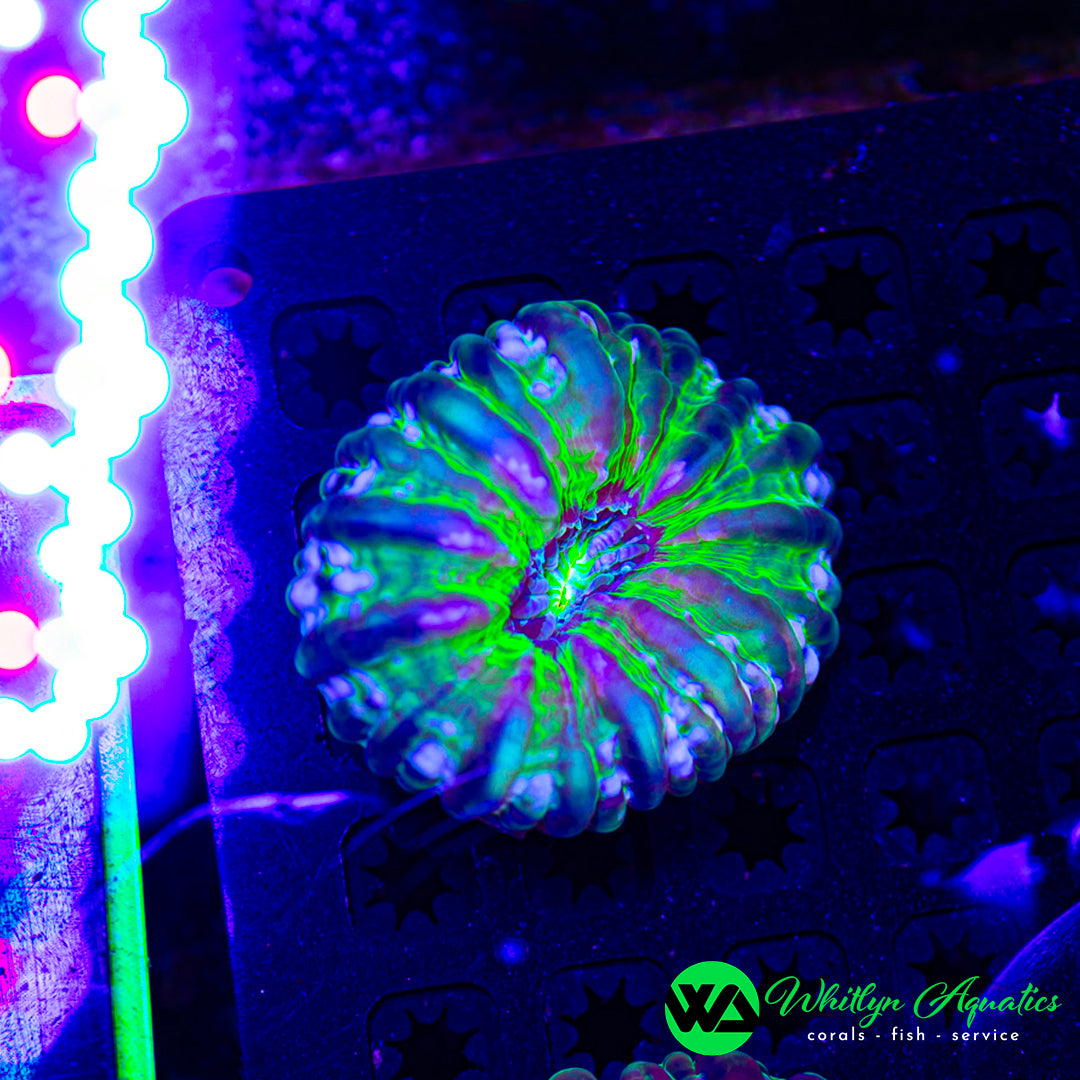 Haunted Mansion Cynarina 4" WYSIWYG