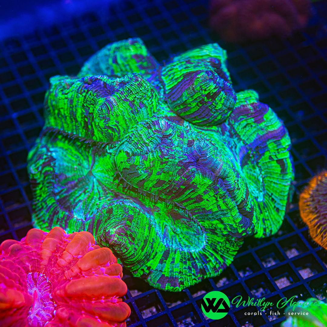 The Hulk Trachyphyllia 6" WYSIWYG