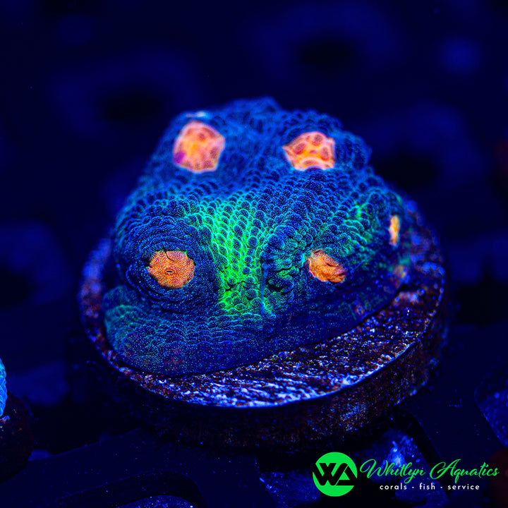 WA Treasure Cove Chalice