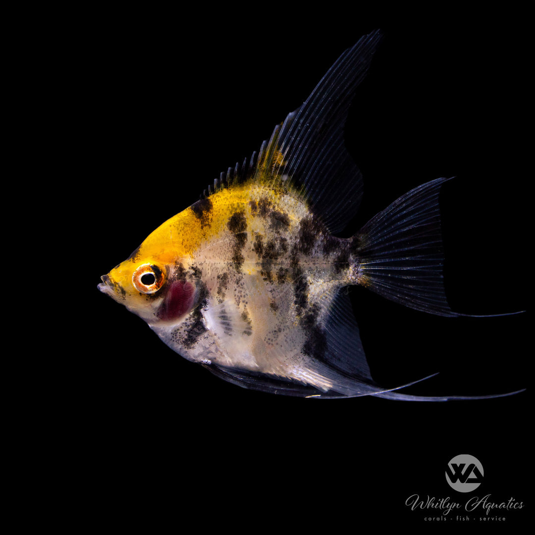 Tricolor Angelfish - Pterophyllum scalare