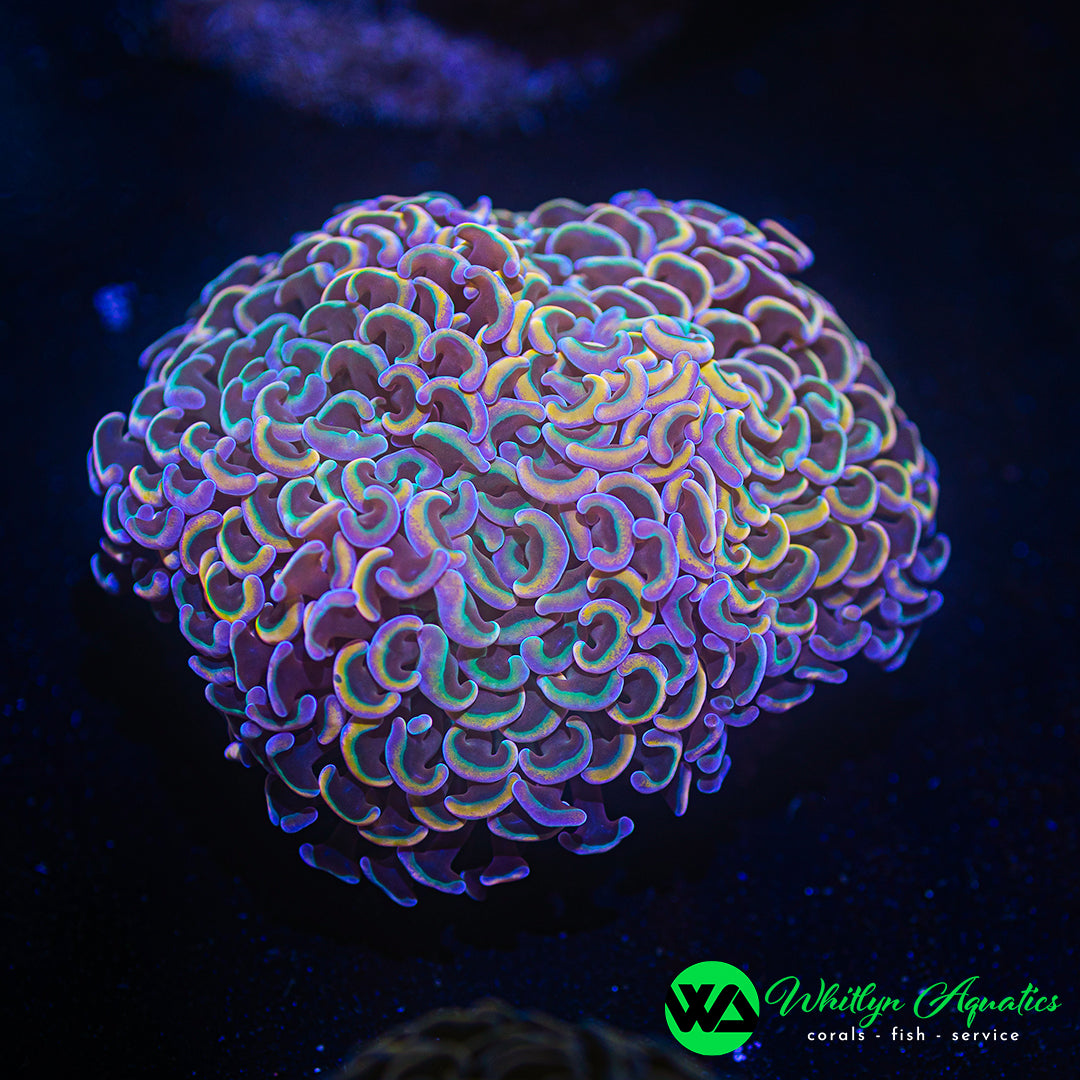 Rainbow Wall Hammer WYSIWYG