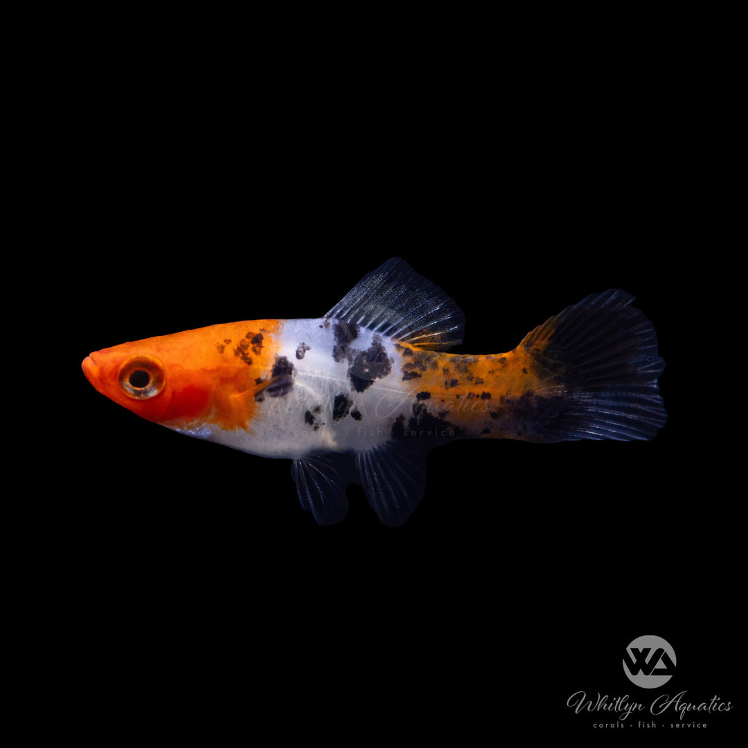 Tricolor Swordtail - Xiphophorus helleri