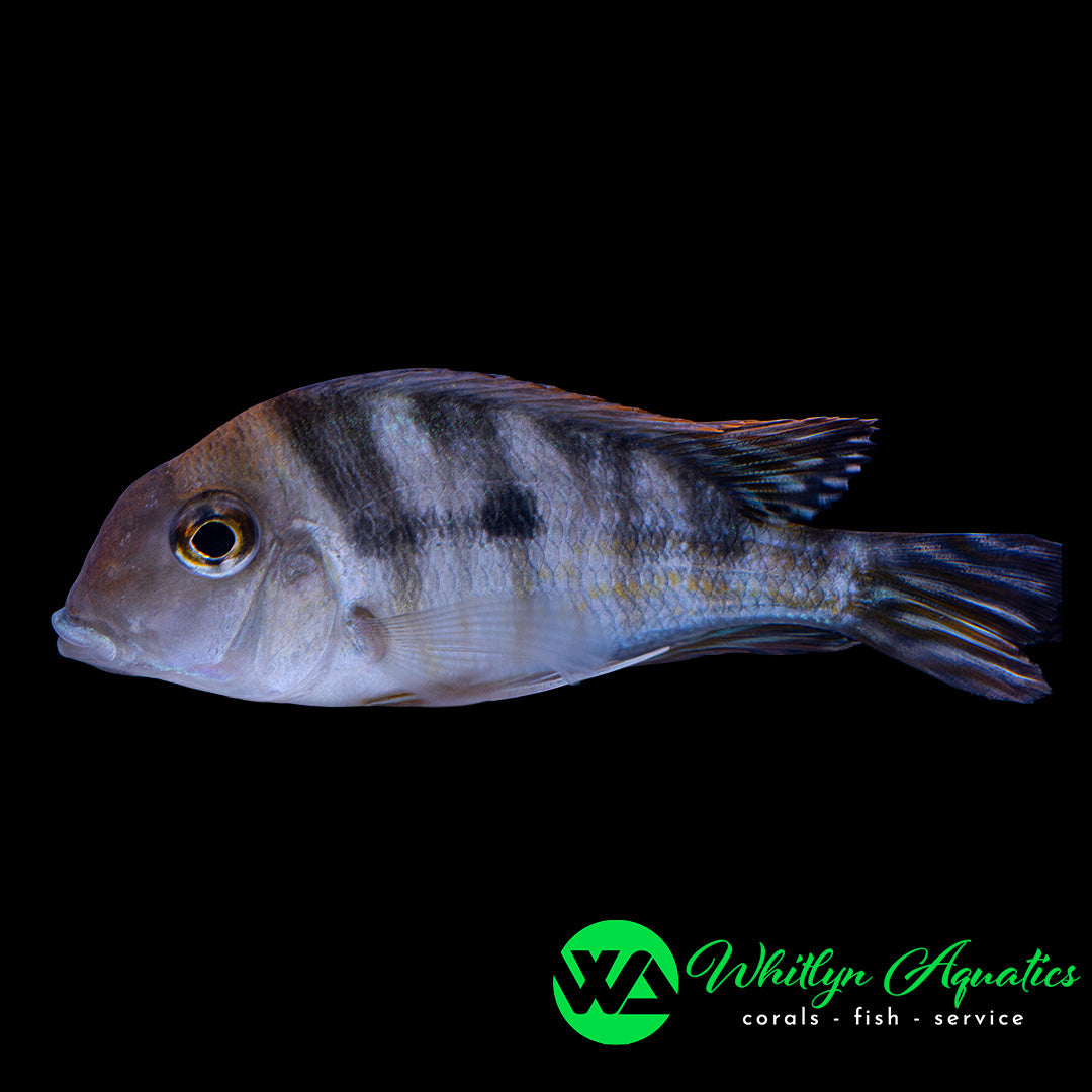 Red Head Rio Tapajos - Geophagus sp "Rio Tapojos" - Whitlyn Aquatics