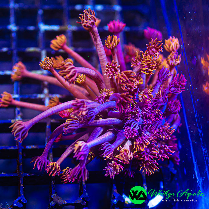 WA Tropical Breeze Goni (Aquacultured)