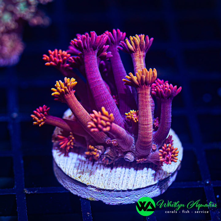 WA Tropical Breeze Goni (Aquacultured)