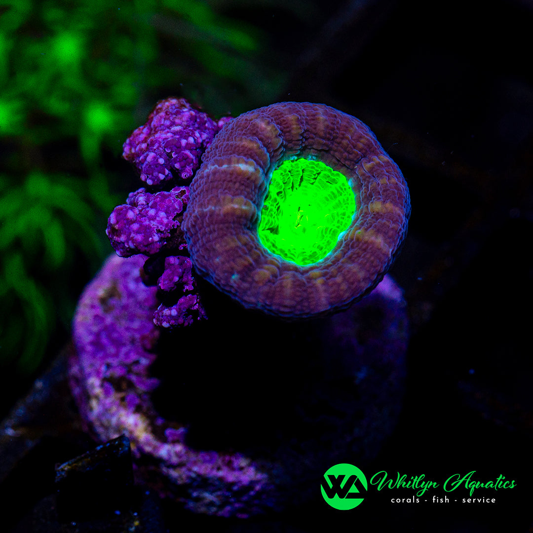 A48 - WA Purple & Green Trumpet - WYSIWYG