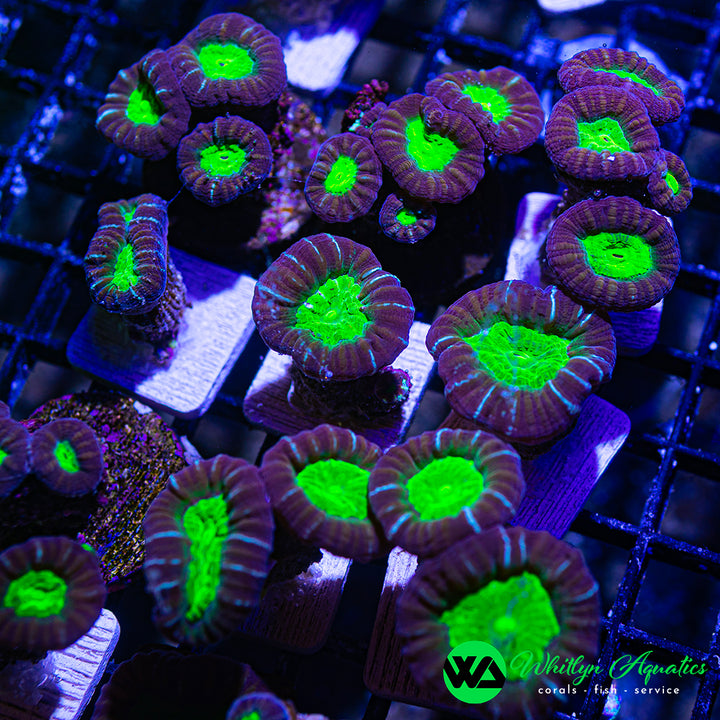 Purple & Green Trumpet “Candy Cane” Coral