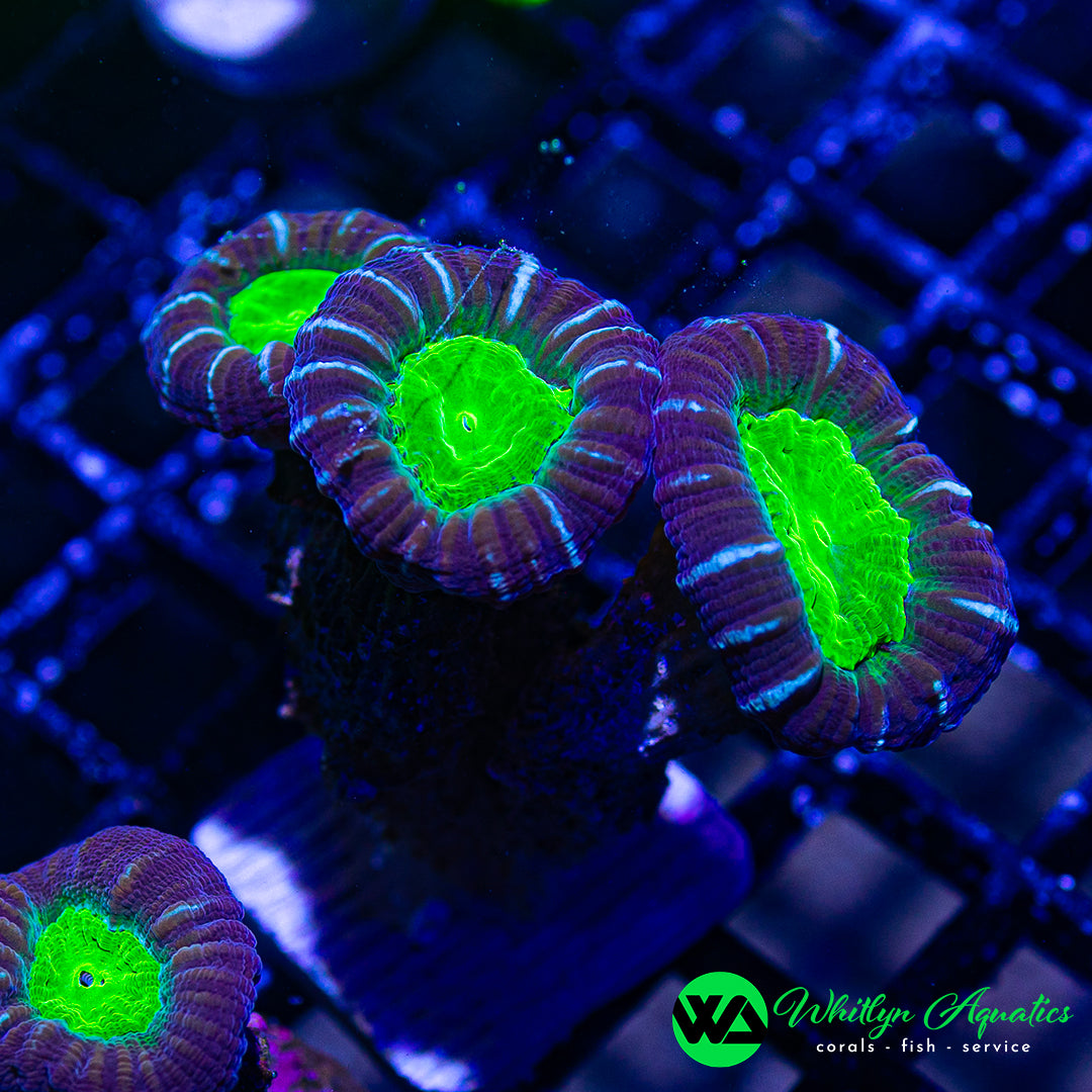 Purple & Green Trumpet “Candy Cane” Coral