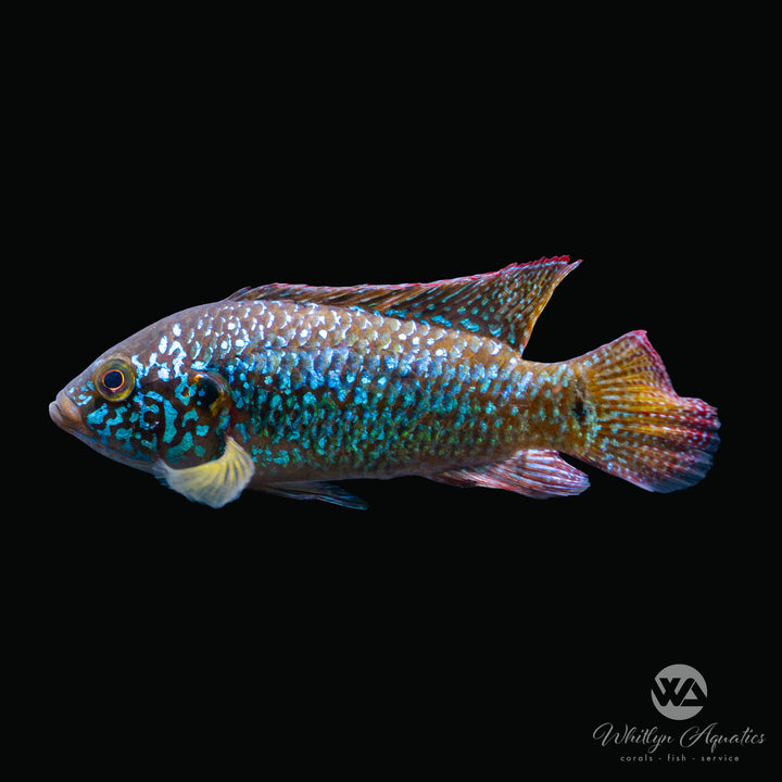 Turquoise Jewel Cichlid - Hemichromis bimaculatus