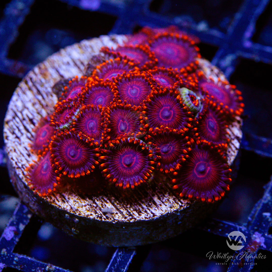 Twizzler Zoanthids