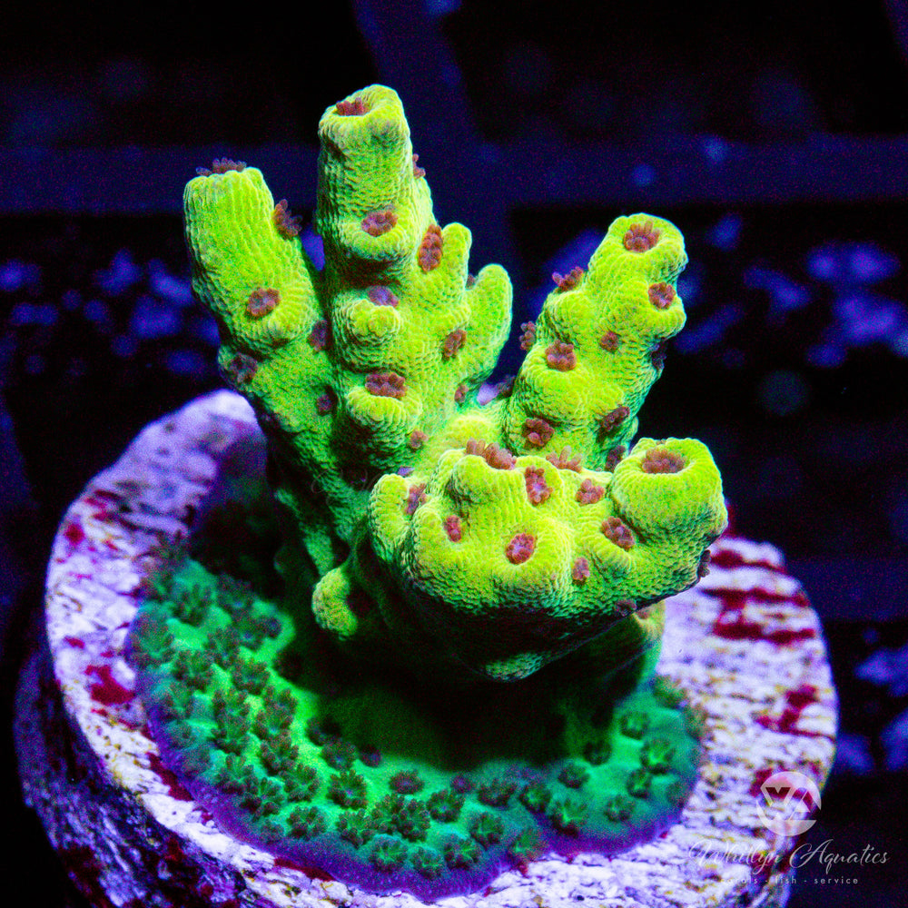 Tyree Pink Lemonade Acro - Whitlyn Aquatics