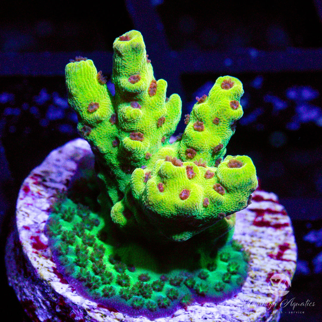 Tyree Pink Lemonade Acro - Whitlyn Aquatics