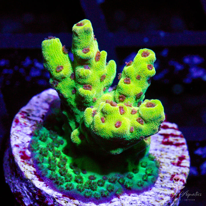 Tyree Pink Lemonade Acro - Whitlyn Aquatics