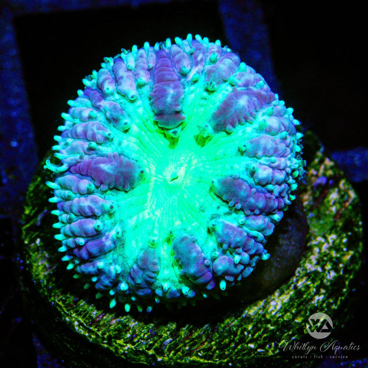 (U8) WA Green Goblin Blasto - WYSIWYG