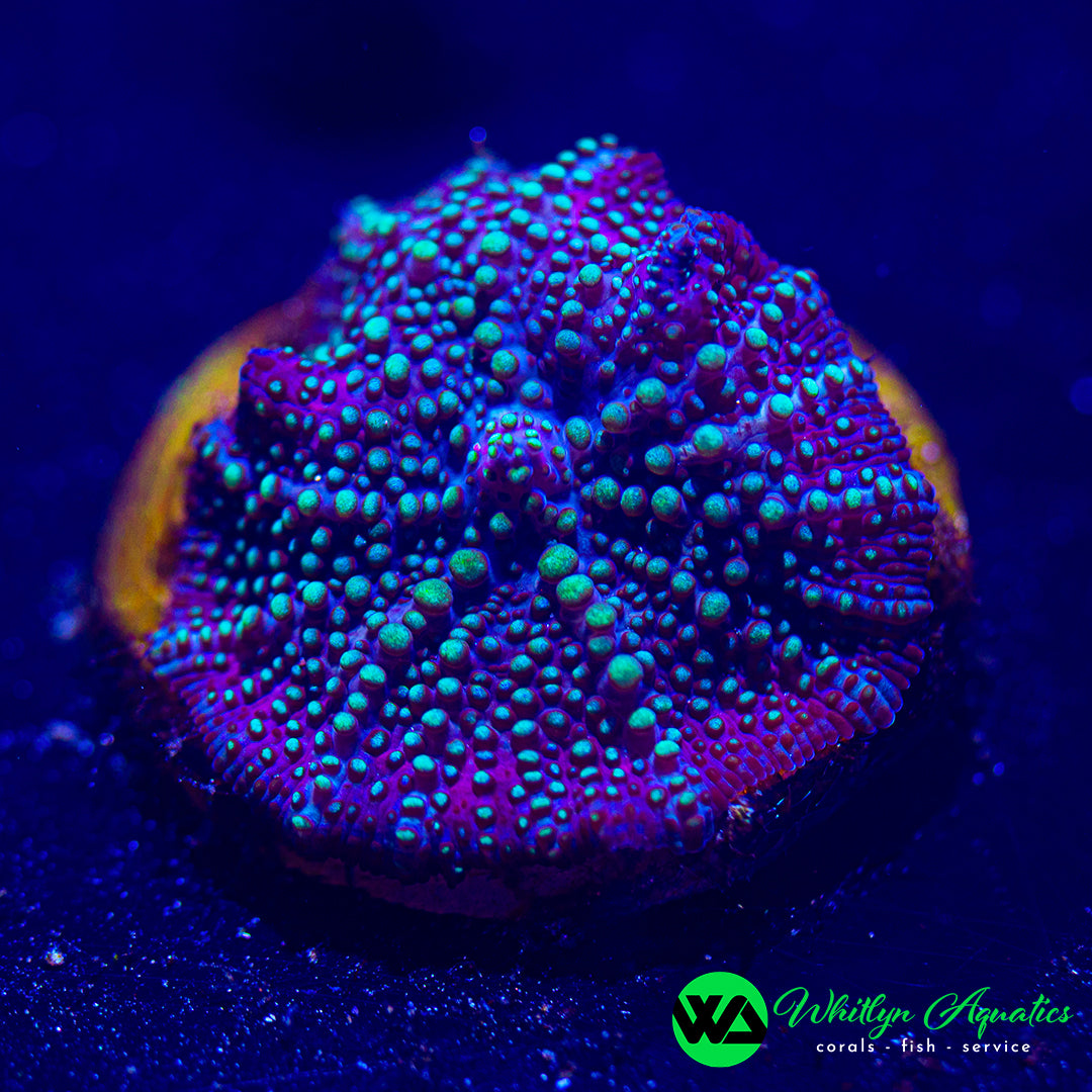 WA UFO Invasion Mushroom