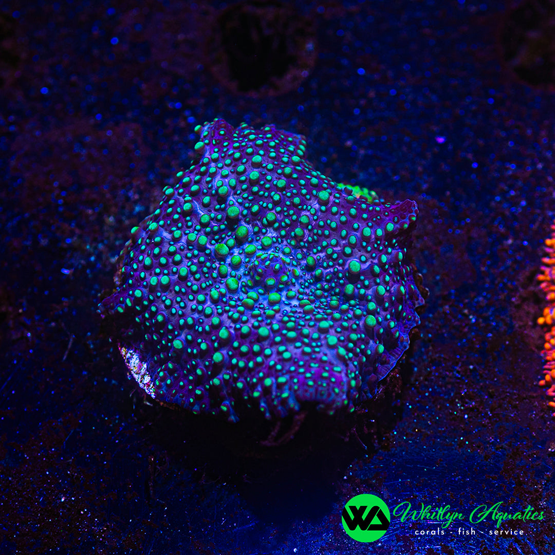 WA UFO Invasion Mushroom