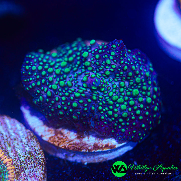 WA UFO Invasion Mushroom