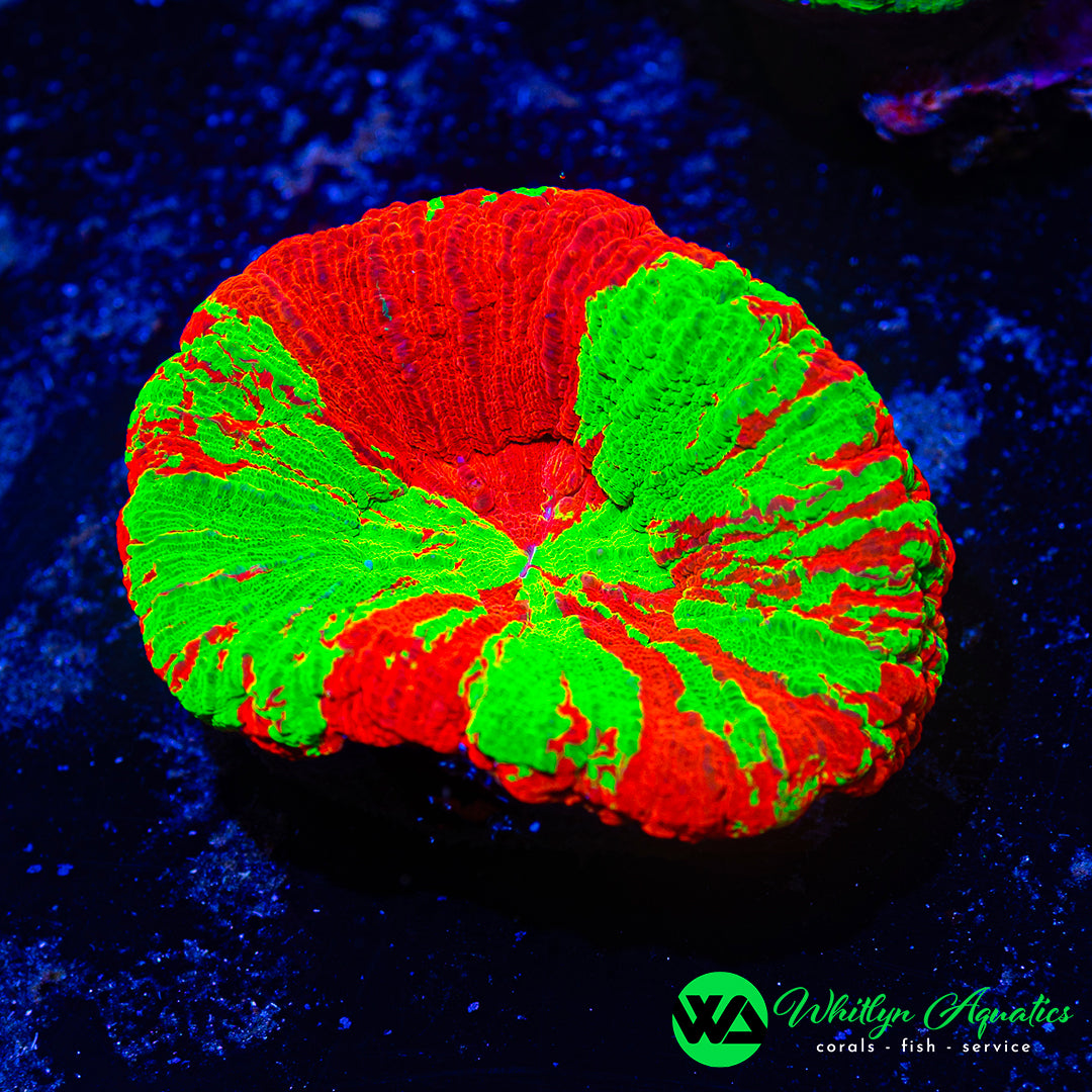 ULTRA Bleeding Apple Scolymia WYSIWYG