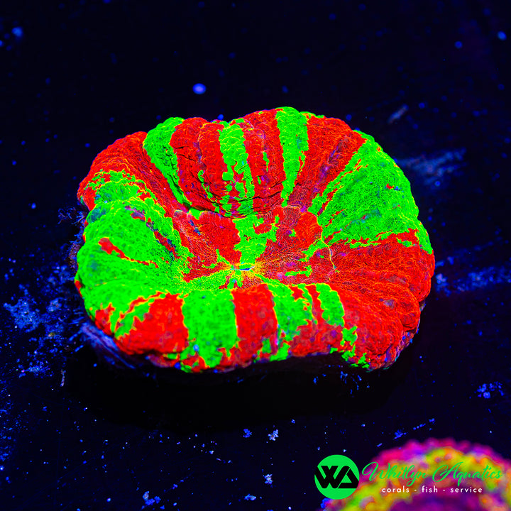 ULTRA Bleeding Apple Scolymia WYSIWYG
