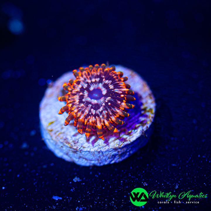 Utter Chaos Zoanthid