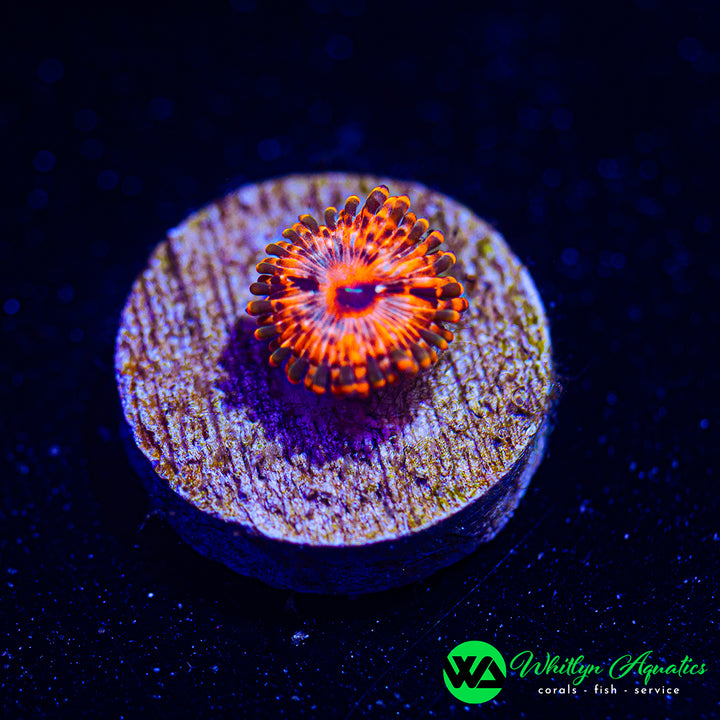 Utter Chaos Zoanthid