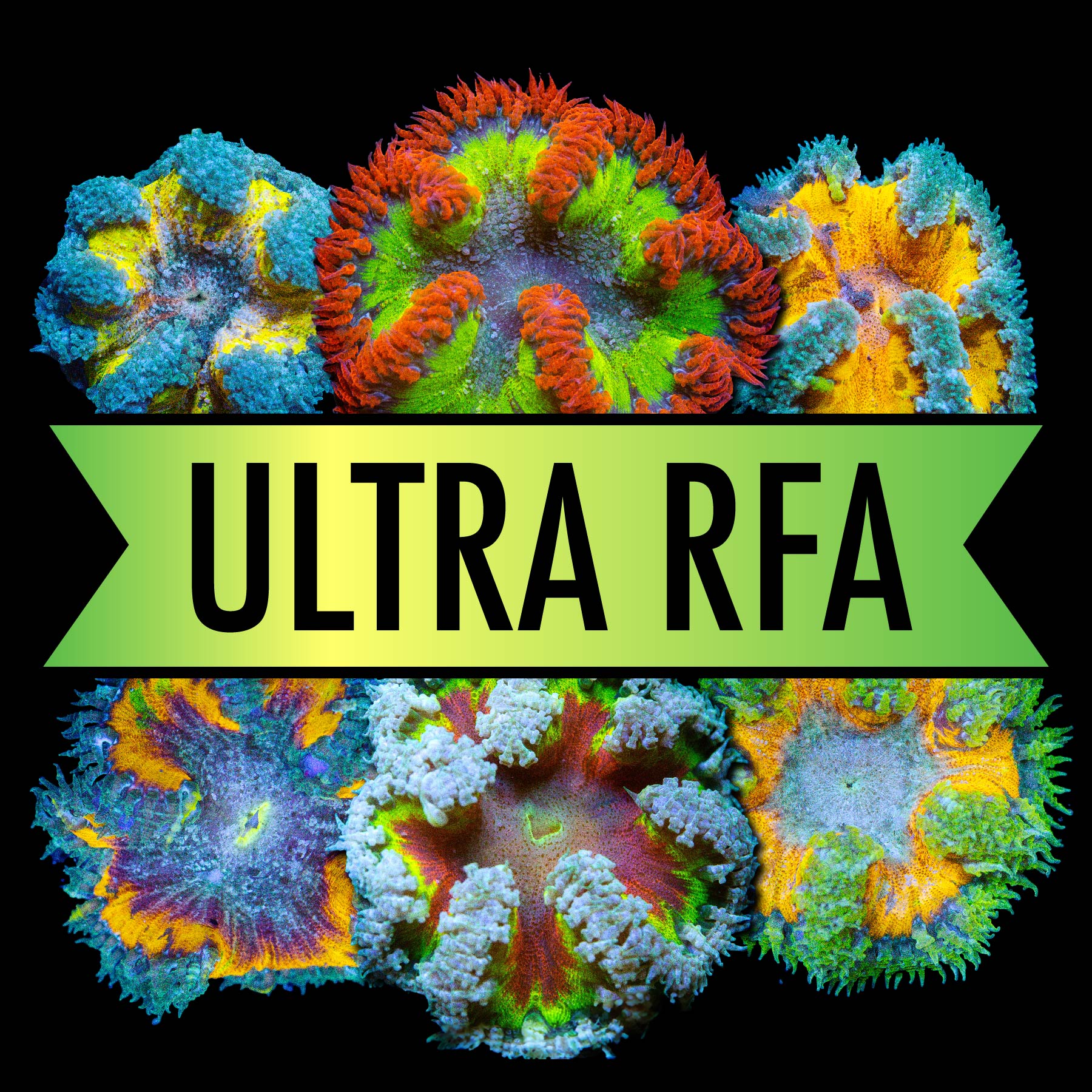 anemone様　オーダー　ダイヤモンドアート　11-24 anemone様 オーダー ダイヤモンドアート 11-24 anemone様 オーダー