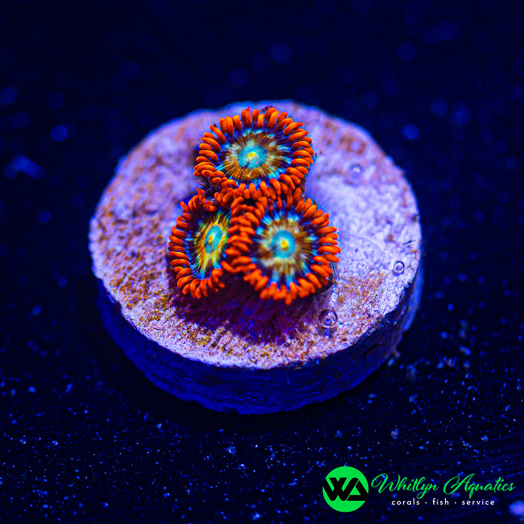 WA Solar Flare Zoanthid