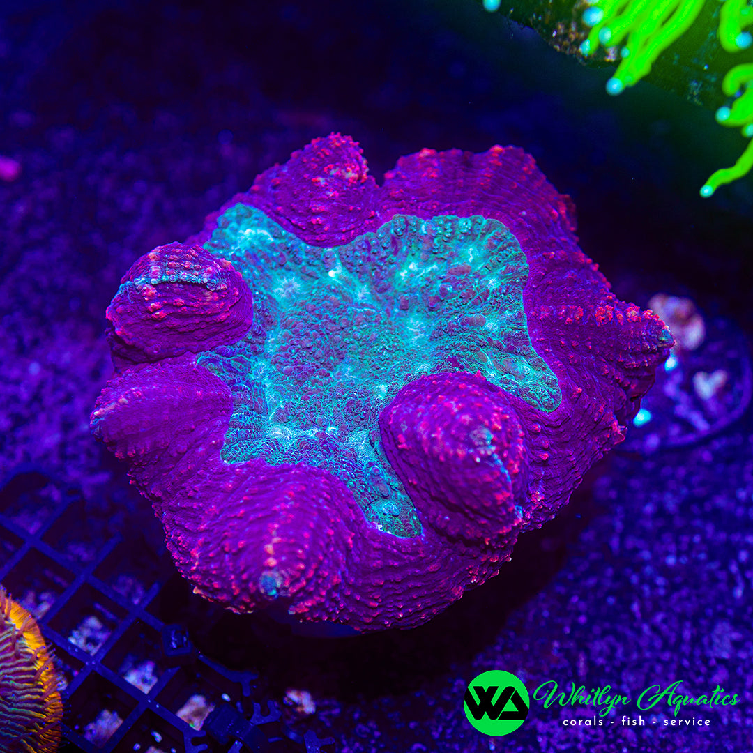 Frostbite Symphyllia 6" WYSIWYG