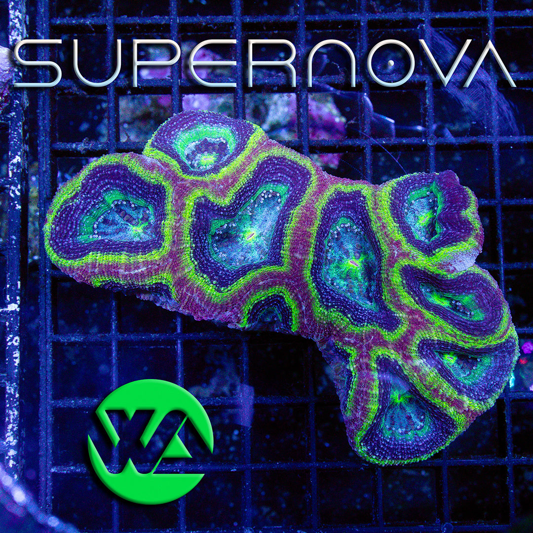 WA Supernova Bower - Homophyllia Bowerbanki