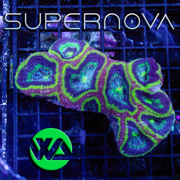 WA Supernova Bower