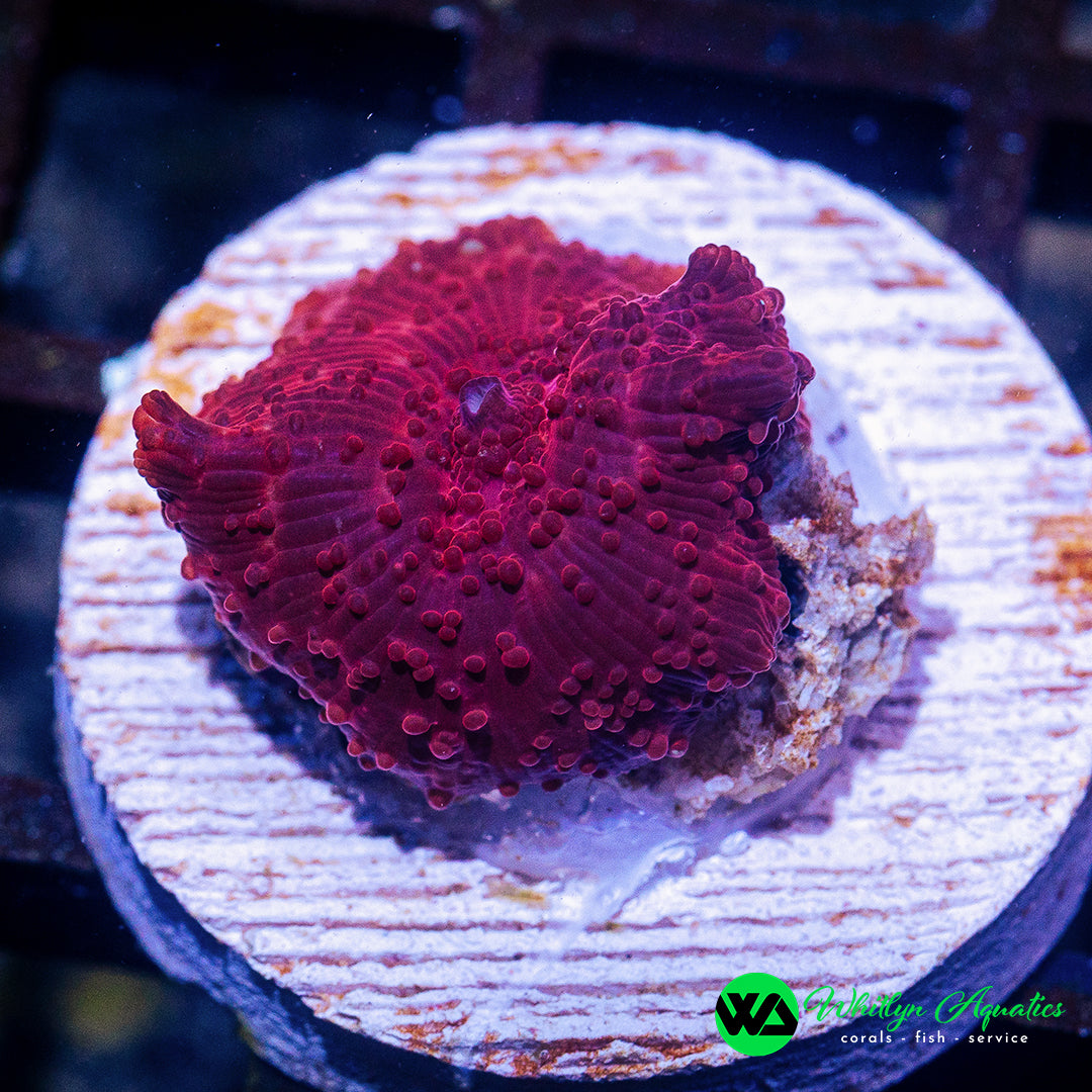 A04 - [NEW RELEASE!] WA Schrute Farms Mushroom - WYSIWYG - Whitlyn Aquatics