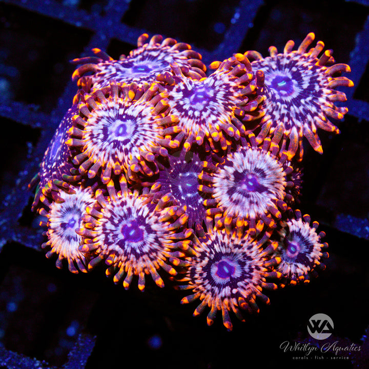 Utter Chaos Zoanthid (Aquacultured) - Whitlyn Aquatics