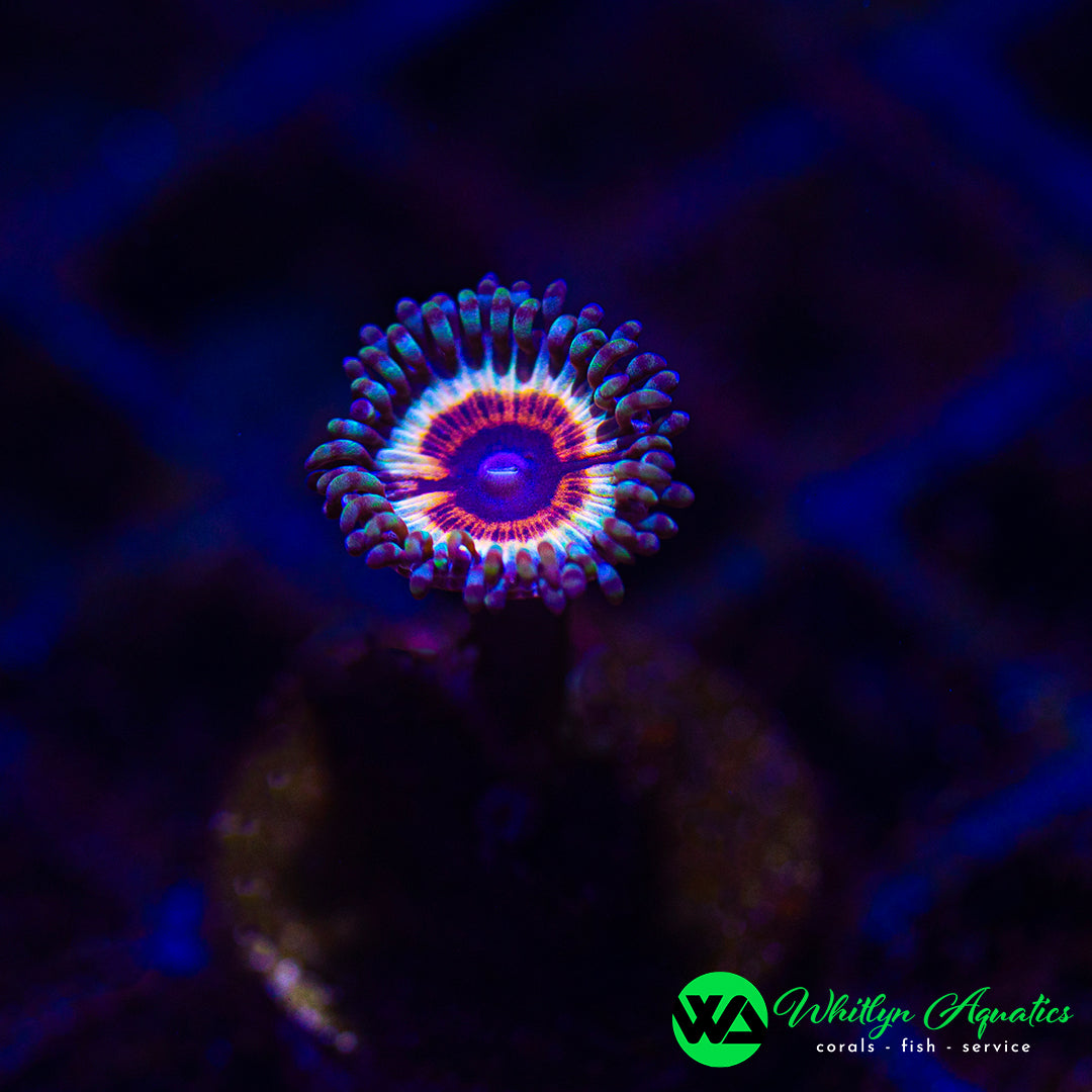 Vampire In Drag Zoanthid