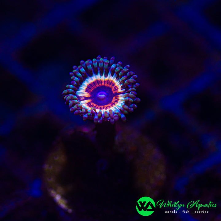 Vampire In Drag Zoanthid