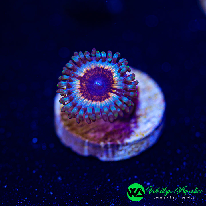 Vampire In Drag Zoanthid