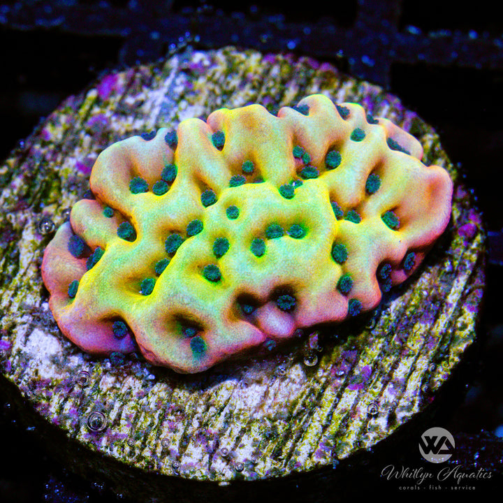 Vino Montiopora - WYSIWYG (C8)