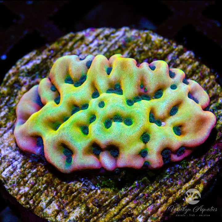 Vino Montiopora - WYSIWYG (C8)