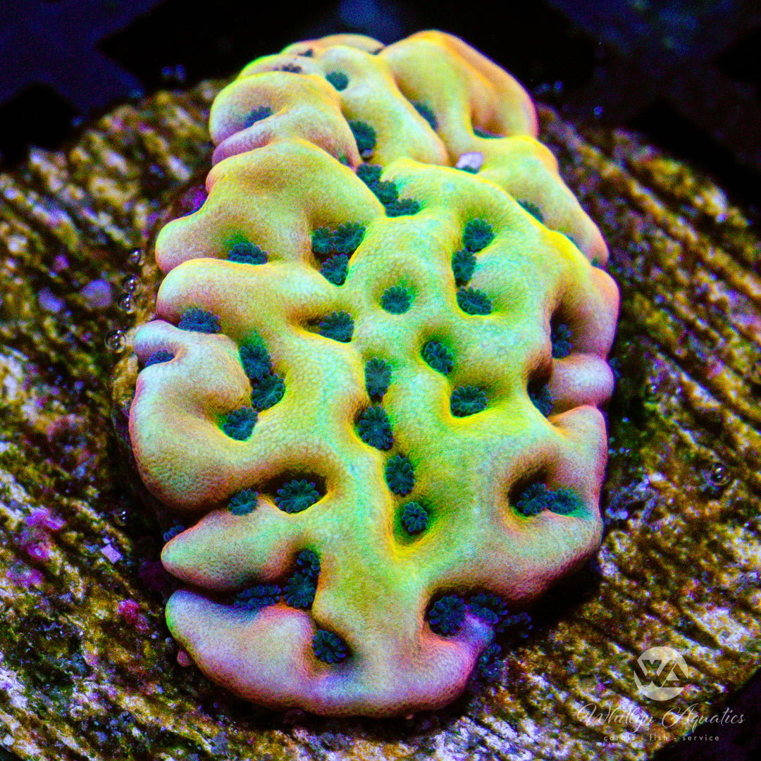 Vino Montiopora - WYSIWYG (C8)