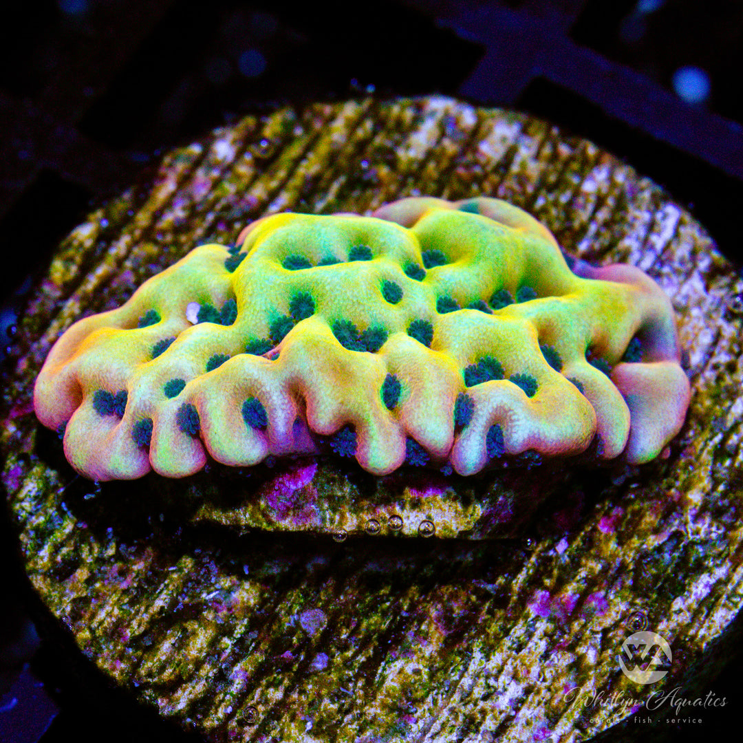 Vino Montiopora - WYSIWYG (C8)