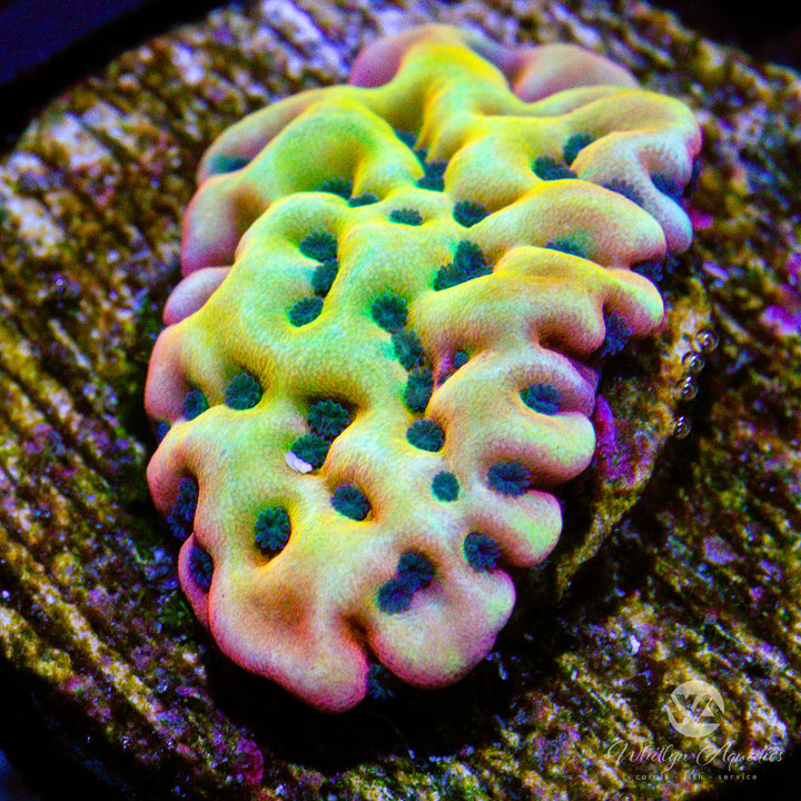 Vino Montiopora - WYSIWYG (C8)