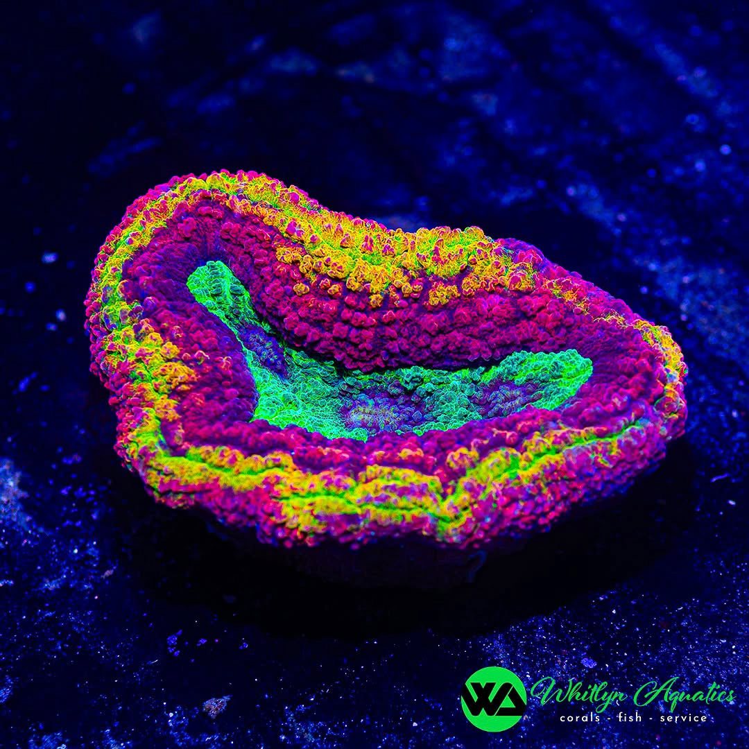 Ultra Rainbow Volcano Lobo 3" - 4"