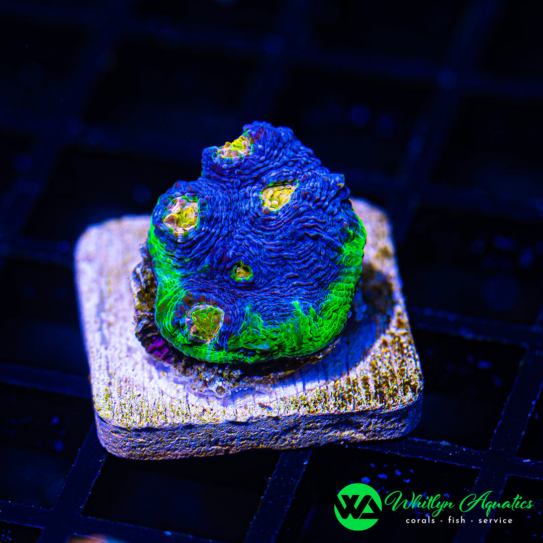 WA Blue Vortex Chalice