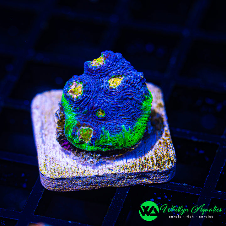 WA Blue Vortex Chalice