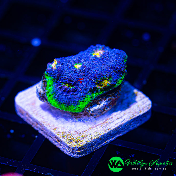 WA Blue Vortex Chalice