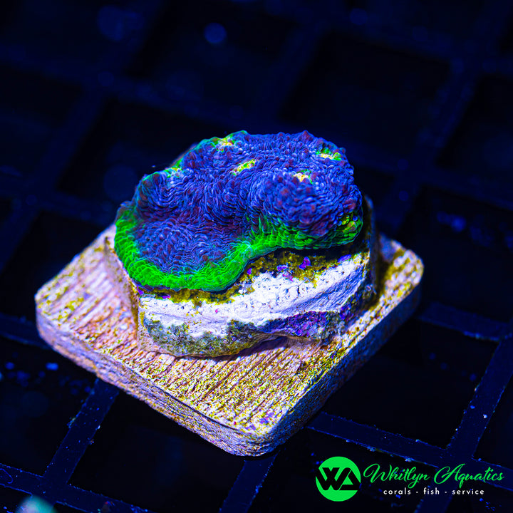 WA Blue Vortex Chalice