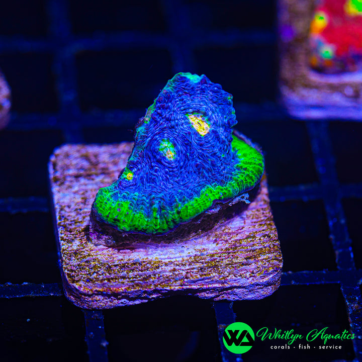 WA Blue Vortex Chalice