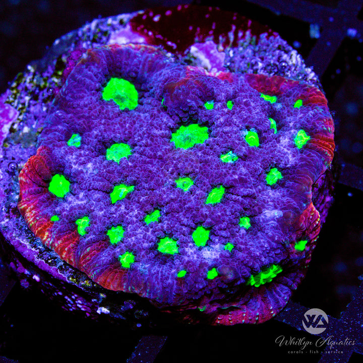 WA Aces Favia - WYSIWYG (E5)