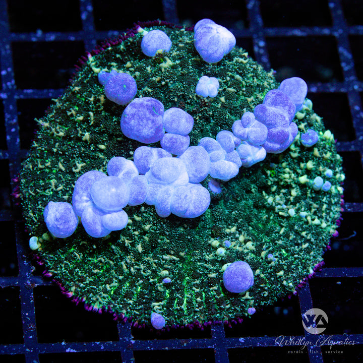 WA Blueballs Bounce Mushroom